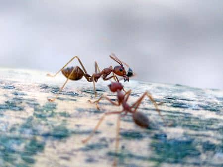 Fire Ant Control For Baton Rouge Using Integrated Pest Management Solutions Thumbnail